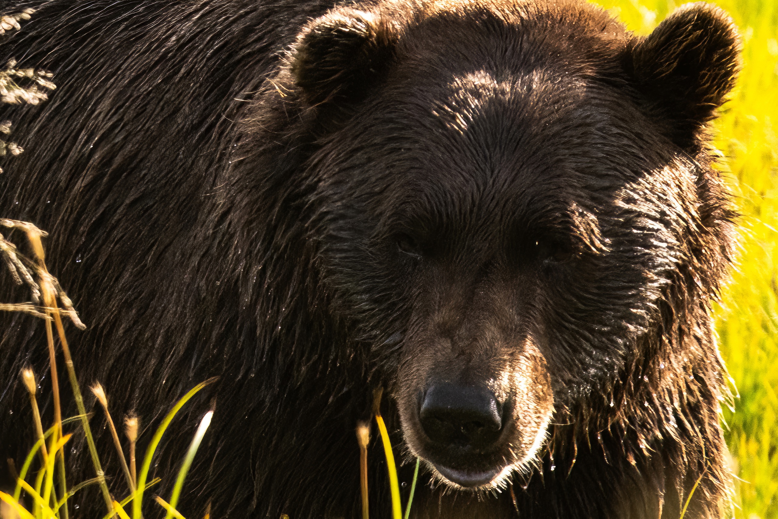 Photography Tips for Capturing Amazing Wildlife Shots